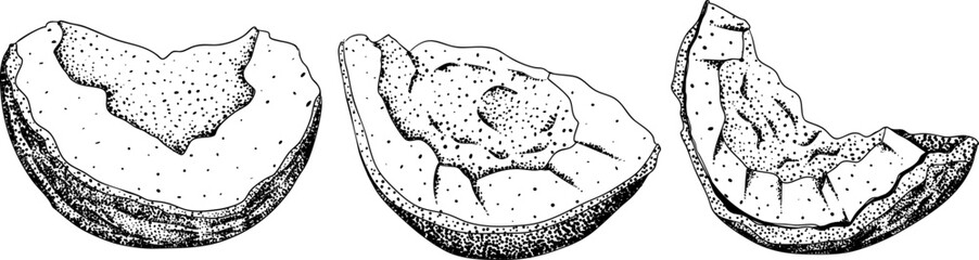 Vector engraving illustrations of coconuts. Perfect for tropical, nature, or food themed designs. Black and white art.	