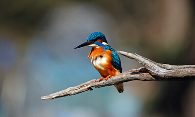 Male common kingfisher on a branch