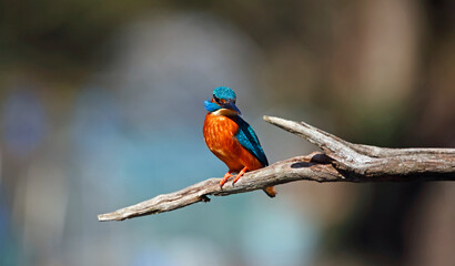 Male common kingfisher on a branch