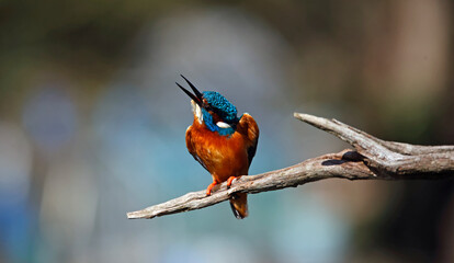 Male common kingfisher on a branch