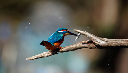 Male common kingfisher on a branch