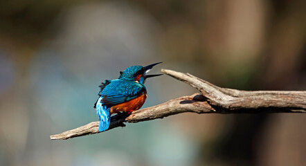 Male common kingfisher on a branch