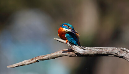 Male common kingfisher on a branch