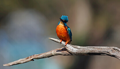 Male common kingfisher on a branch