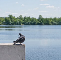 A wild pigeon sits gracefully atop a stone wall, gazing over a tranquil lake framed by lush summer...
