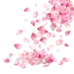 Pink sakura petals falling gracefully on white background perfect for spring romance and floral visuals

