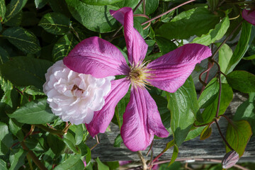 Pink clematis and white rose. Climbing garden plants.