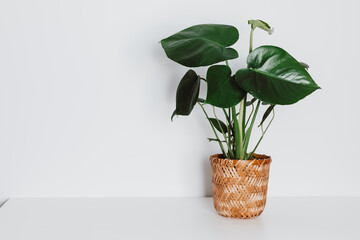 Monstera house plant in beautiful wicker pot on white table with copy space, air purifying plant...