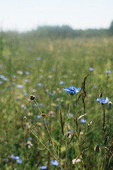 Field with cornflowers, many flowers