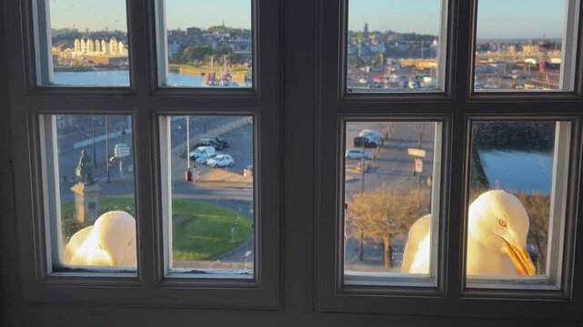 A pair of large seagulls outside the window scream and beg for food. Sunny morning in Saint-Malo, Brittany, France.