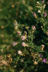 Small wild flowers at sunset