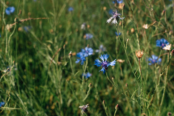 Field with cornflowers, many flowers