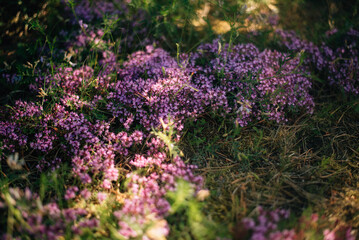 Blooming thyme, clearing in the forest