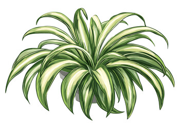Hand drawn spider plant Chlorophytum comosum illustration.