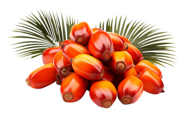 Palm Oil Fruits: Fresh Red Palm Fruit Bunches, Oil Palm Produce, Tropical Agriculture transparent background png