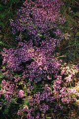 Blooming thyme, clearing in the forest