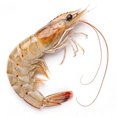 "Close-up of a Fresh Shrimp with Detailed Shell and Antennae"


