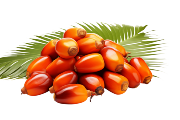 Palm Oil Fruits: Fresh Red Palm Oil Berries on Palm Leaf –  Sustainable Agriculture transparent background png