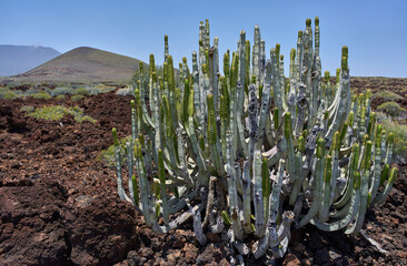 Volcanic slope with euphorbia cacti