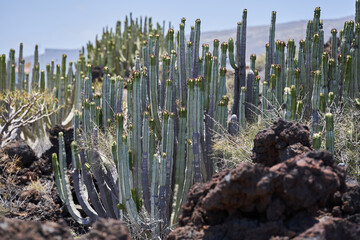 Euphorbia canariensis on volcanic terrain