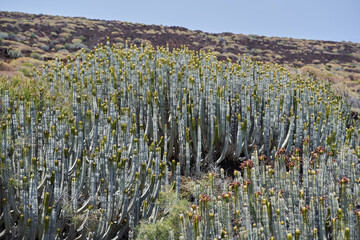 Euphorbia canariensis on volcanic terrain