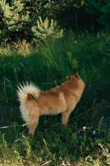 red dog in the forest