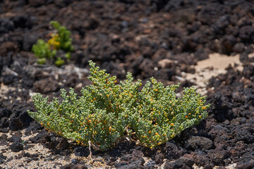 Slenderleaf iceplant on volcanic sand