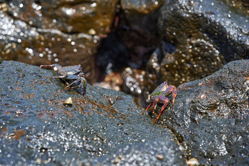Sally Lightfoot crab on volcanic rock