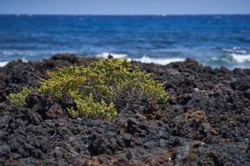 Slenderleaf iceplant on volcanic sand