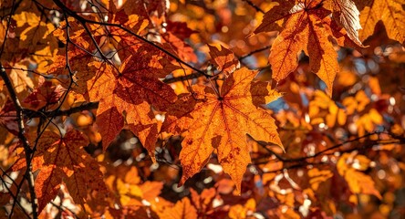 Fototapeta premium Close up of bright orange maple leaves on a tree during the autumn season with blue sky behind
