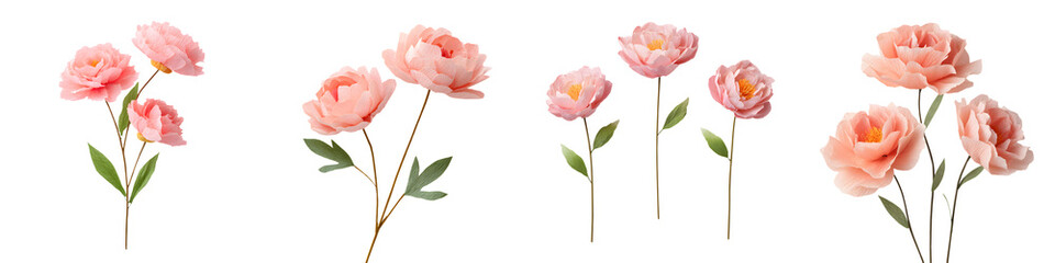 Obraz premium Delicate Pink Peony Watercolor Flowers Isolated on White