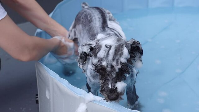 プールでミニチュアシュナウザーを洗う女性