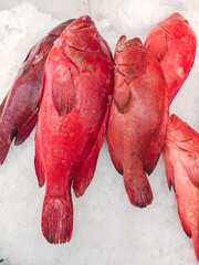 Red dusky grouper fish (locus) on ice background sold at the local market