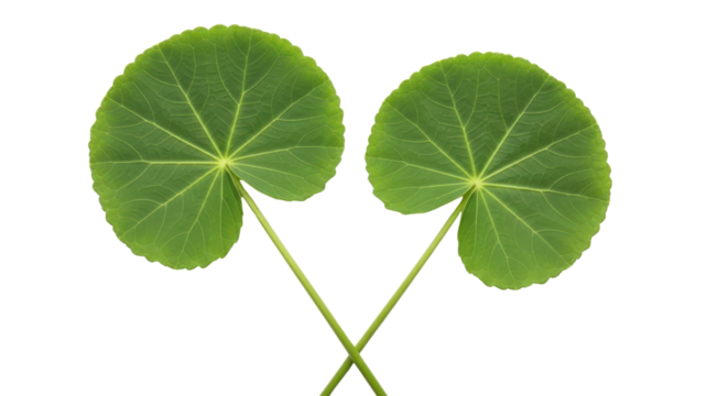 Two Centella Asiatica leaves (Gotu Kola) with crossed stems isolated on white background