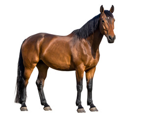 Obraz premium A strong and noble equine stands majestically, displaying its sleek coat and athletic form.