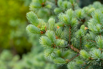 Blue spruce branches in the garden, texture of needles of a Christmas tree
