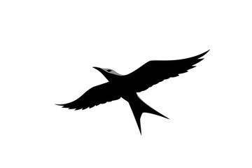 Obraz premium silhouette of a bird