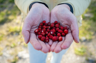 Hands holding freshly picked wild strawberries outdoors in summer