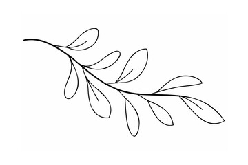 Delicate branch with leaves botanical flora