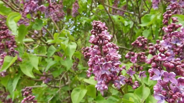 Close-up footage of a blooming common lilac bush with vivid purple flowers. The vibrant blossoms and fresh green foliage capture the essence of spring in a lush garden setting. Ideal for botanical foo