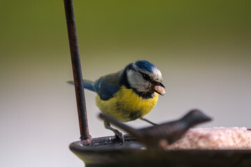 a blue tit, cyanistes caeruleus, perched on a bird feeder and is eating fat for birds