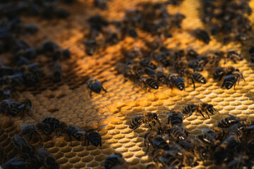 Busy beekeeping scene with honeycomb and bees