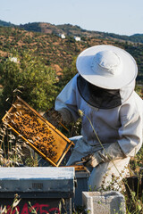 Beekeeper tending to hive in lush countryside
