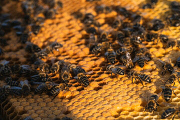 Busy honeybees working on honeycomb frame