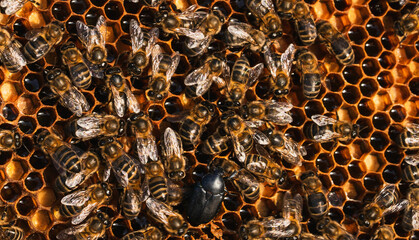 Bees working on honeycomb with small hive beetle pest © Juanmi