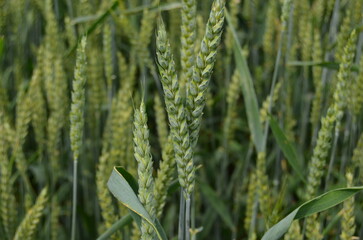 The green wheat is not yet ripe.