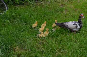 duck with little ducklings, farm