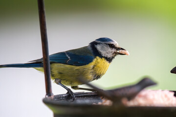 a blue tit, cyanistes caeruleus, perched on a bird feeder and is eating fat for birds