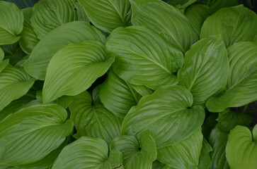 green leaves background