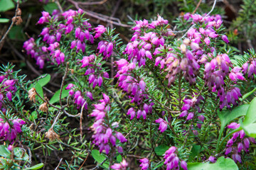Small pink flowers. Pink bell heather, Erica cinerea, flowers in close up with a blurred background...